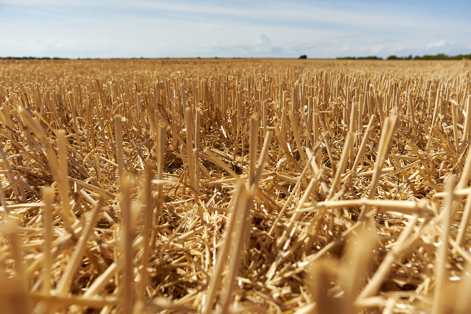 A field with grain stubble on the island of Fehmarn, Germany 2018 - image: Michel Meijer