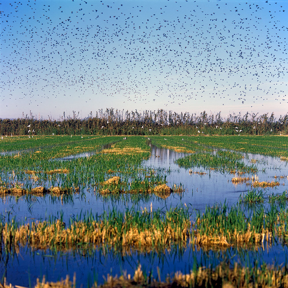 Albufera Natural Park, Spain 2014 - image: Michel Meijer