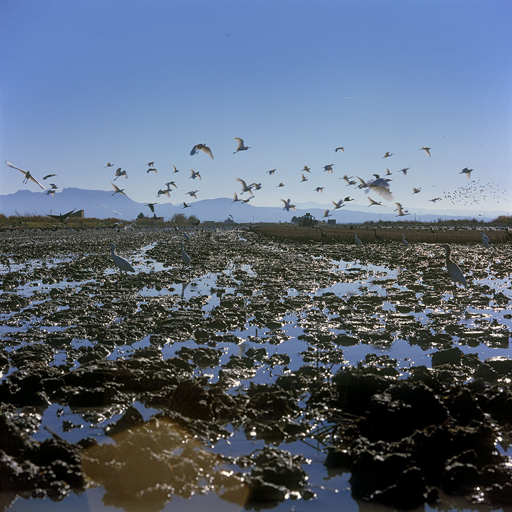 Albufera Natural Park, Spain 2022 - image: Michel Meijer