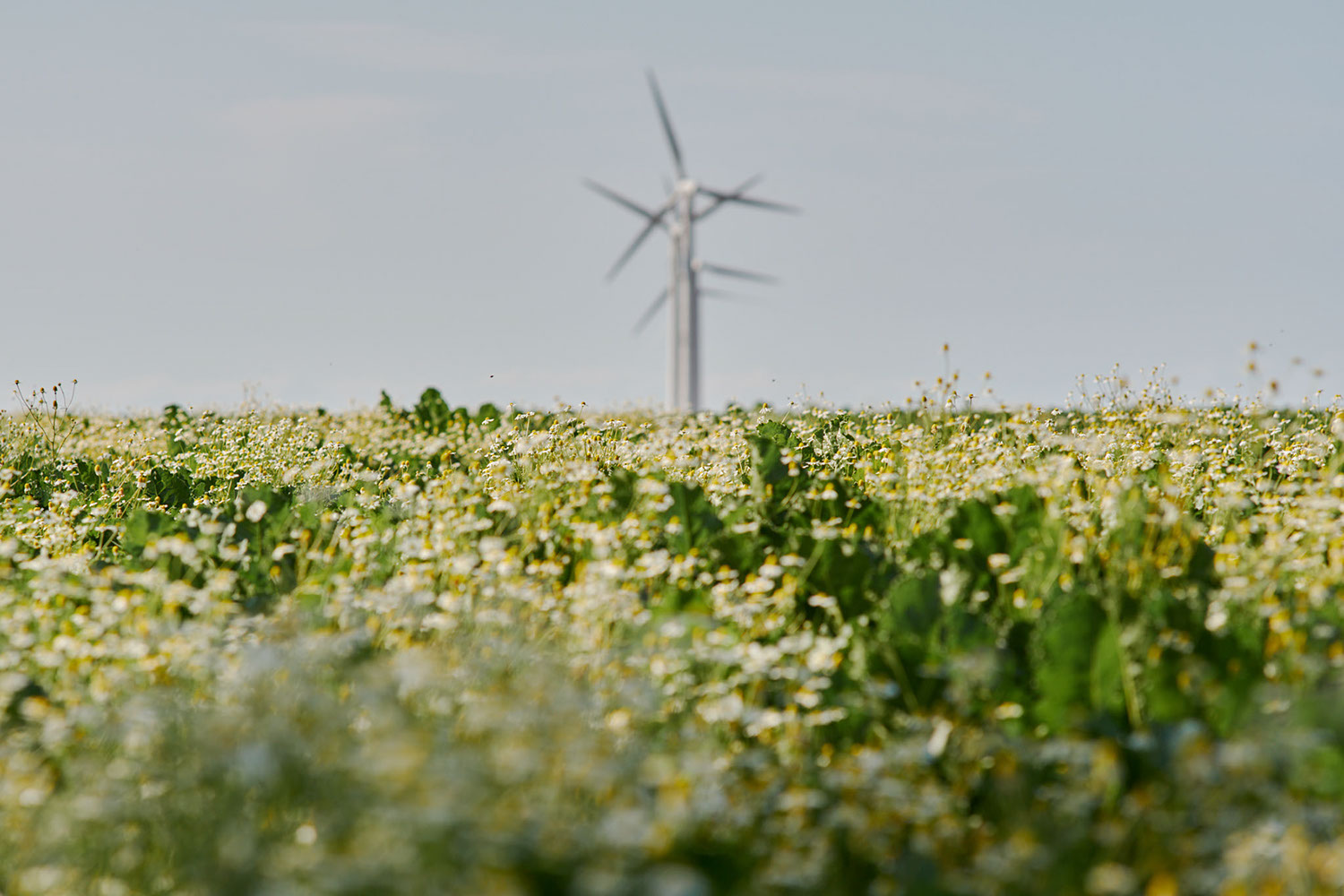 Wildflowers, Oxeye Daisies, grow on farmland near Daskow, Germany 2024 - image: Michel Meijer