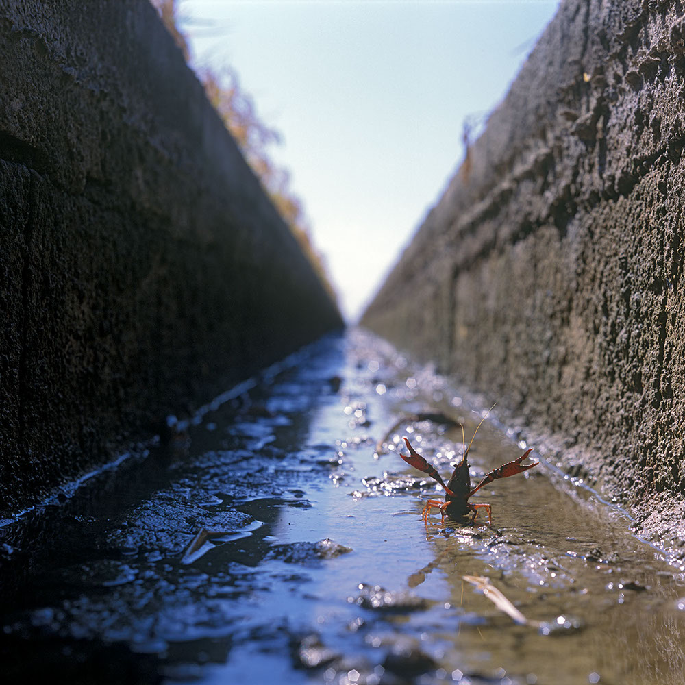 Albufera Natural Park, Spain 2015 - image: Michel Meijer