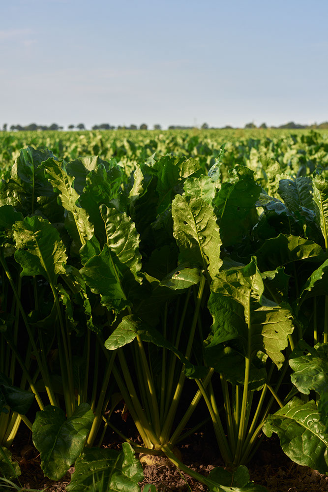 A sugar beet field near Pantlitz, Germany 2024 - image: Michel Meijer
