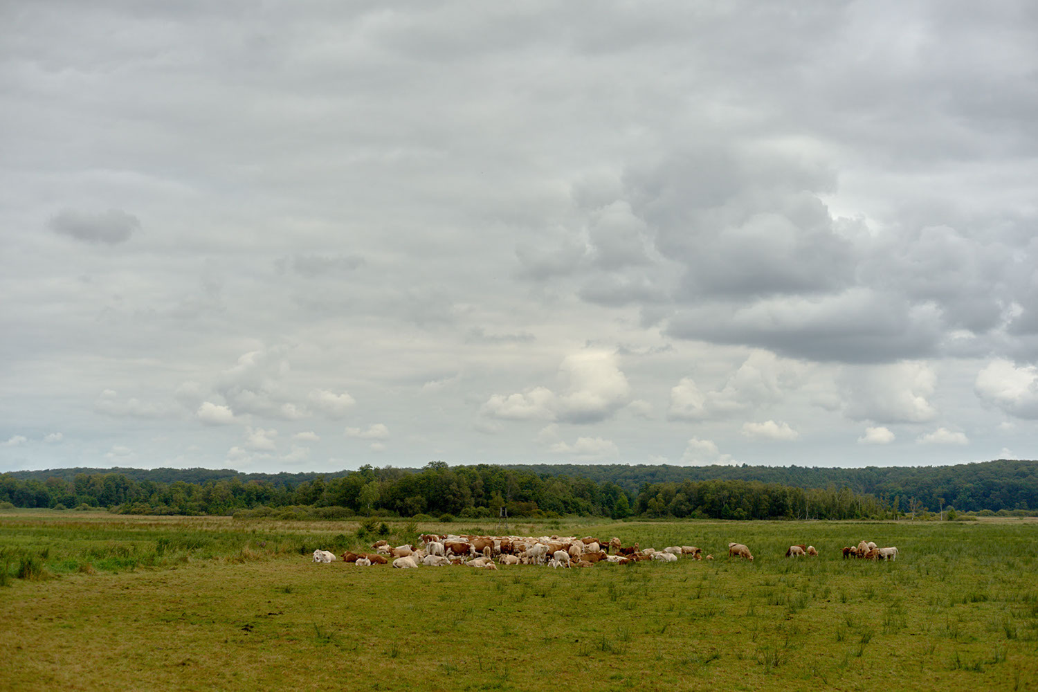 A herd of cows graze in a meadow near Marlow, Germany 2024 - image: Michel Meijer