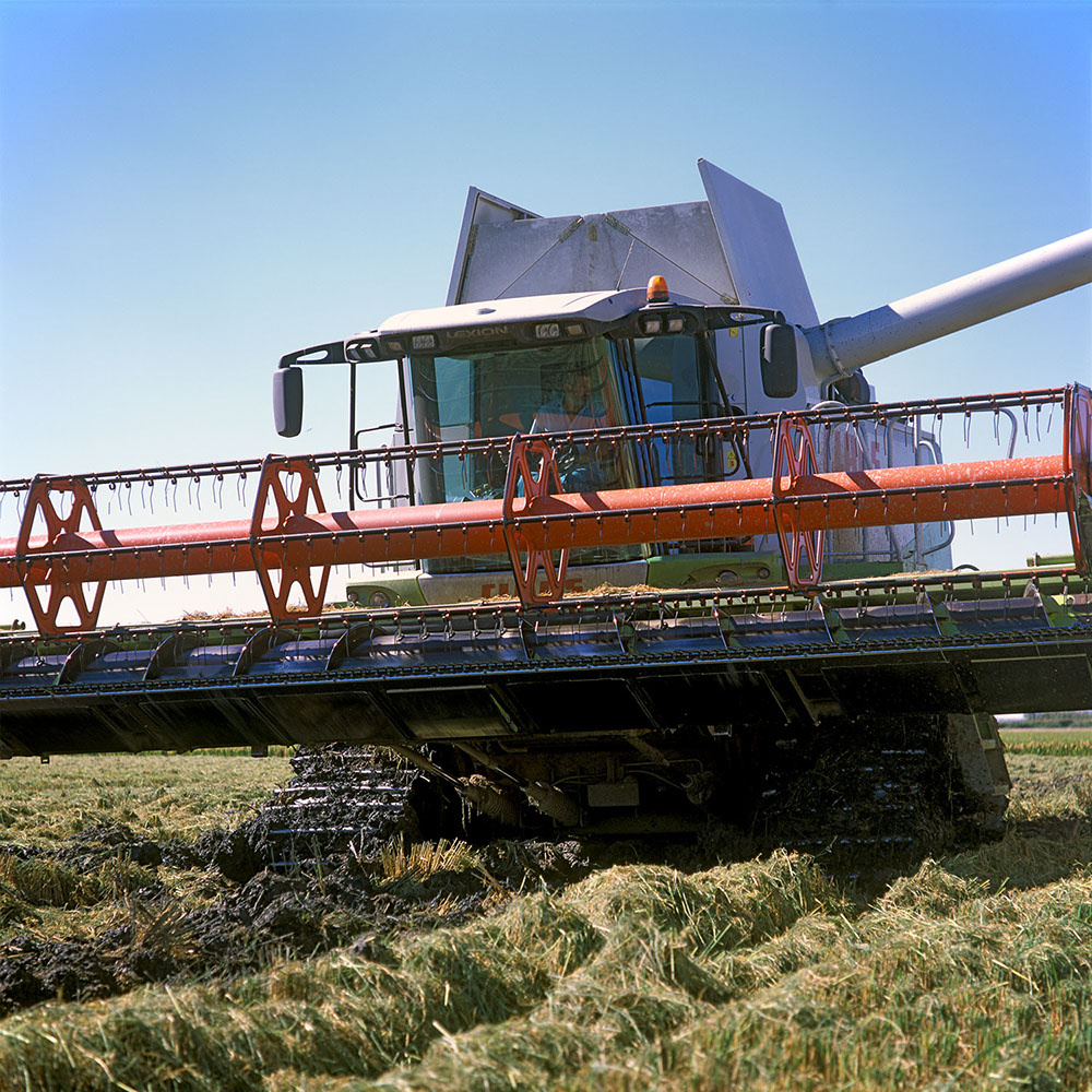 Albufera Natural Park, Spain 2014 - image: Michel Meijer