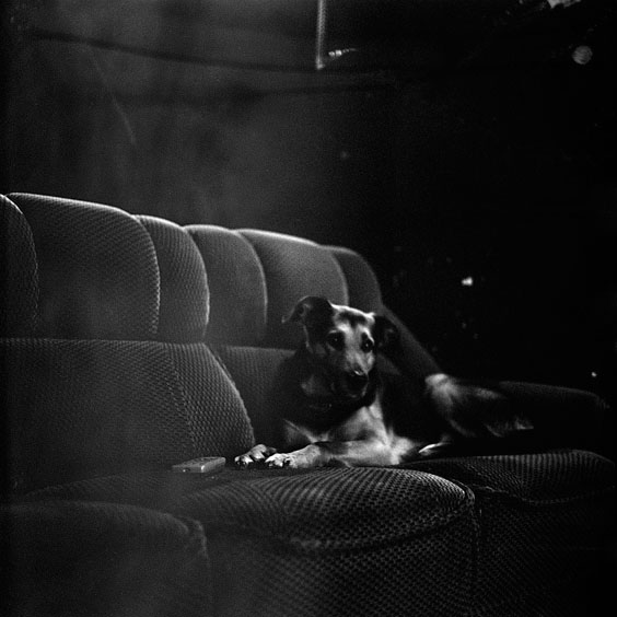 The dog of one of the employees lies in a sofa in the projection room. Image: Michel Meijer