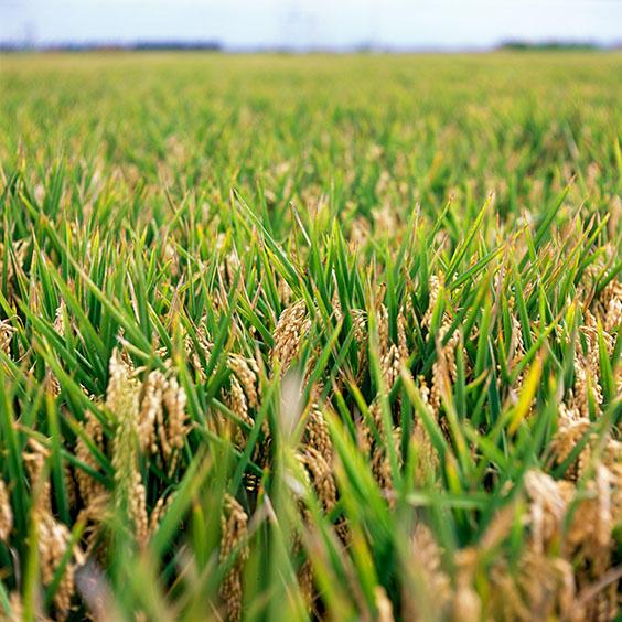 A rice field in El Tremolar. Image: Michel Meijer