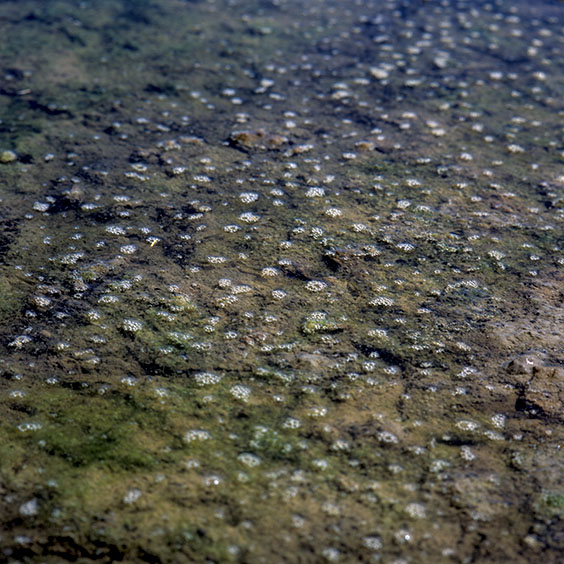 The soil of a rice field in Albufera Natural Park. Image: Michel Meijer