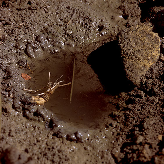 Tiny fish swim in a pool of water in the middle of a rice field. Image: Michel Meijer