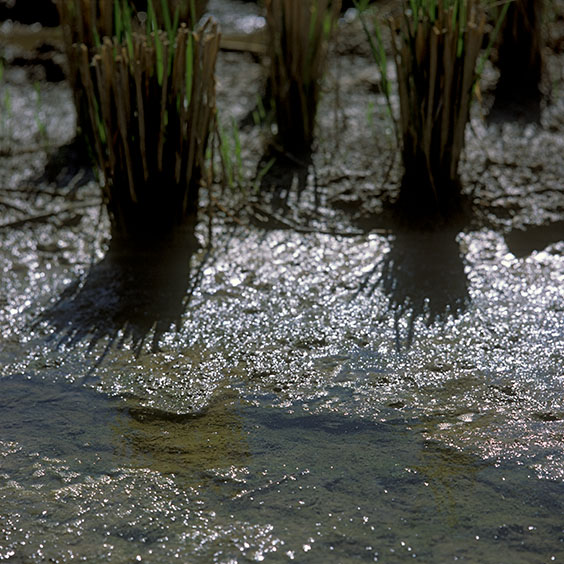 Mown rice plants stand in the soil of a rice field in Albufera Natural Park. Image: Michel Meijer