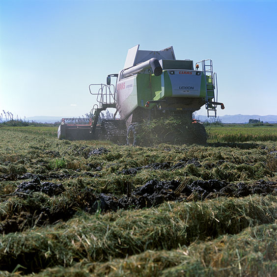 Harvesting the rice with a combine harvester. Image: Michel Meijer