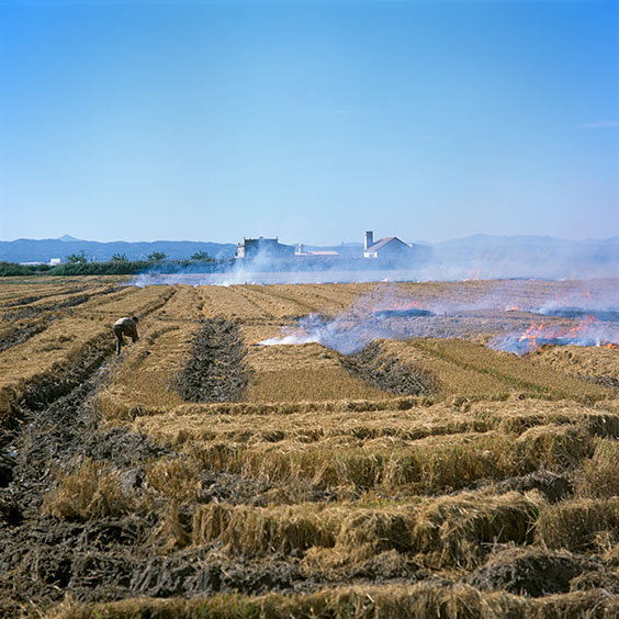 A burning rice field. Image: Michel Meijer