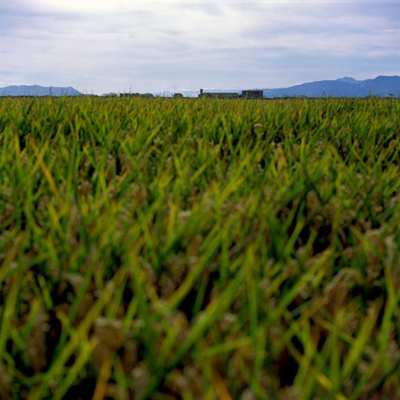 A rice field in Albufera Natural Park. Image: Michel Meijer