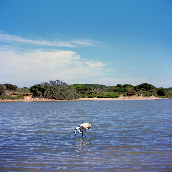 A flamingo in Llac del Pujol in albufera Natural Park. Image: Michel Meijer