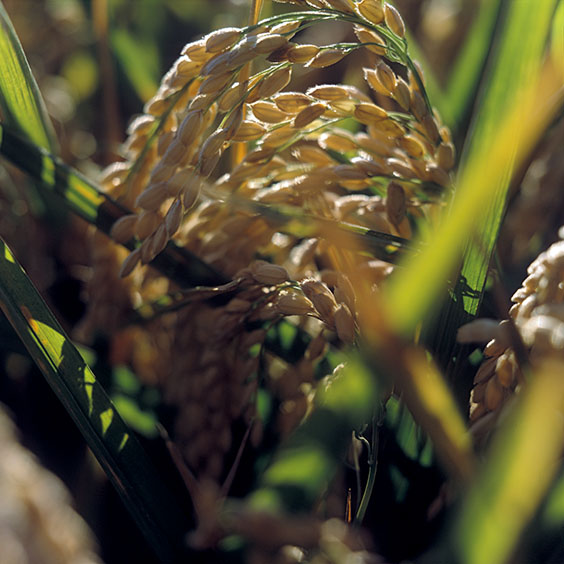 Ear of rice in Albufera Natural Park. Image: Michel Meijer