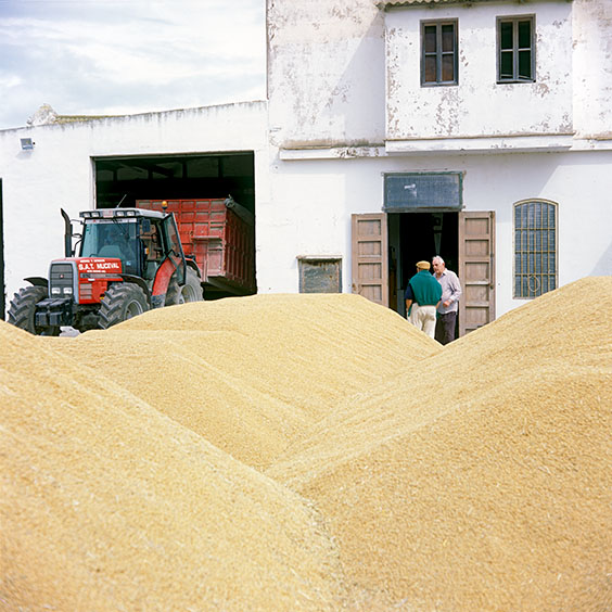 Harvested rice lies drying on the yard of Farm Estell. Image: Michel Meijer