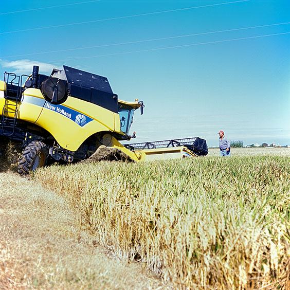 A combine harvester moves into a rice field. Image: Michel Meijer