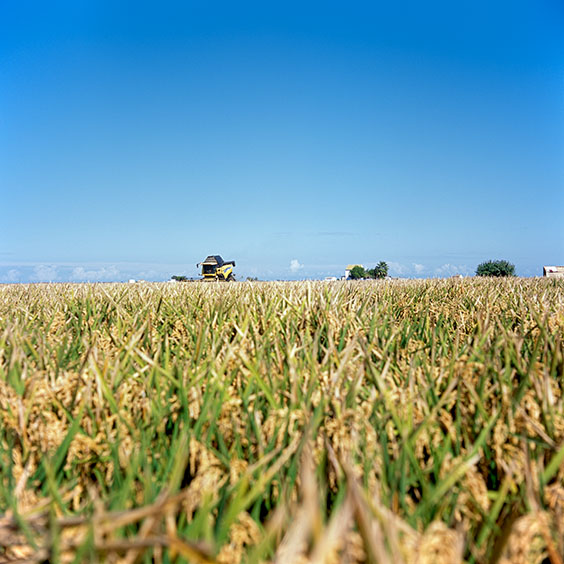 A combine harvests rice in Albufera Natural Park. Image: Michel Meijer