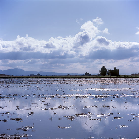Flooded rice field in wintertime. Image: Michel Meijer