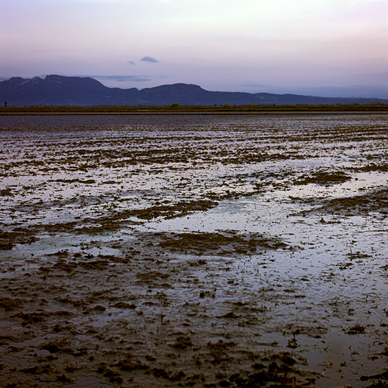 Bare rice field in wintertime. Image: Michel Meijer