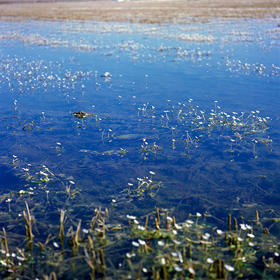 A flooded rice field in Albufera Natural Park during wintertime. Image: Michel Meijer
