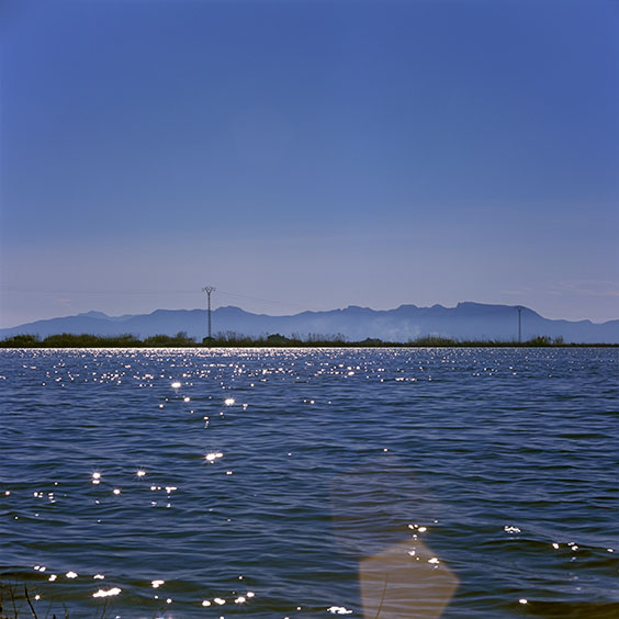 A flooded rice field in Albufera Natural Park during wintertime. Image: Michel Meijer