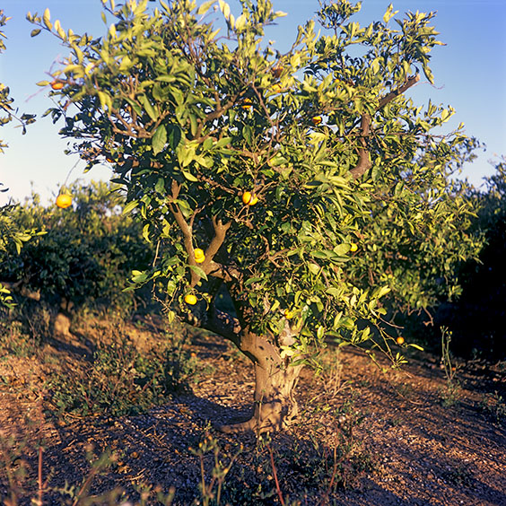 An orange tree in an orchard in Albufera Natural Park. Image: Michel Meijer