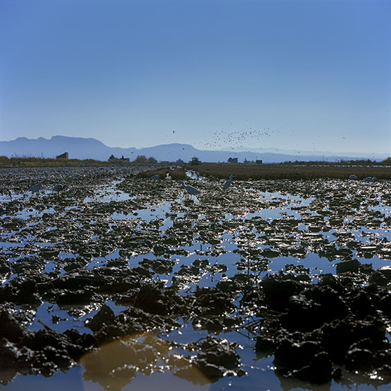 White Herons and other birds search for food in a rice field while stirring up the soil. Image: Michel Meijer