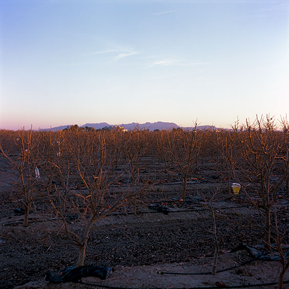 An Orchard with khaki fruit trees. Image: Michel Meijer