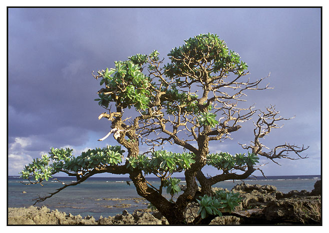 Ein Baum an der Küste wird von der Sonne beschienen. Foto: Sabine Meise.