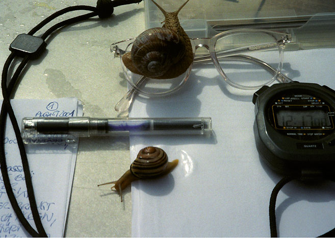 Auf einem Schreibtisch liegen Schnecken, eine Stoppuhr, ein Stift, Papier und eine Brille. Eine Arbeit von Marcel Schock.