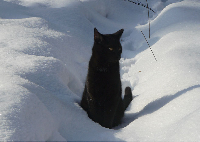 Eine schwarze Katze sitzt im Schnee.&nbsp; Eine Arbeit von Marcel Schock.